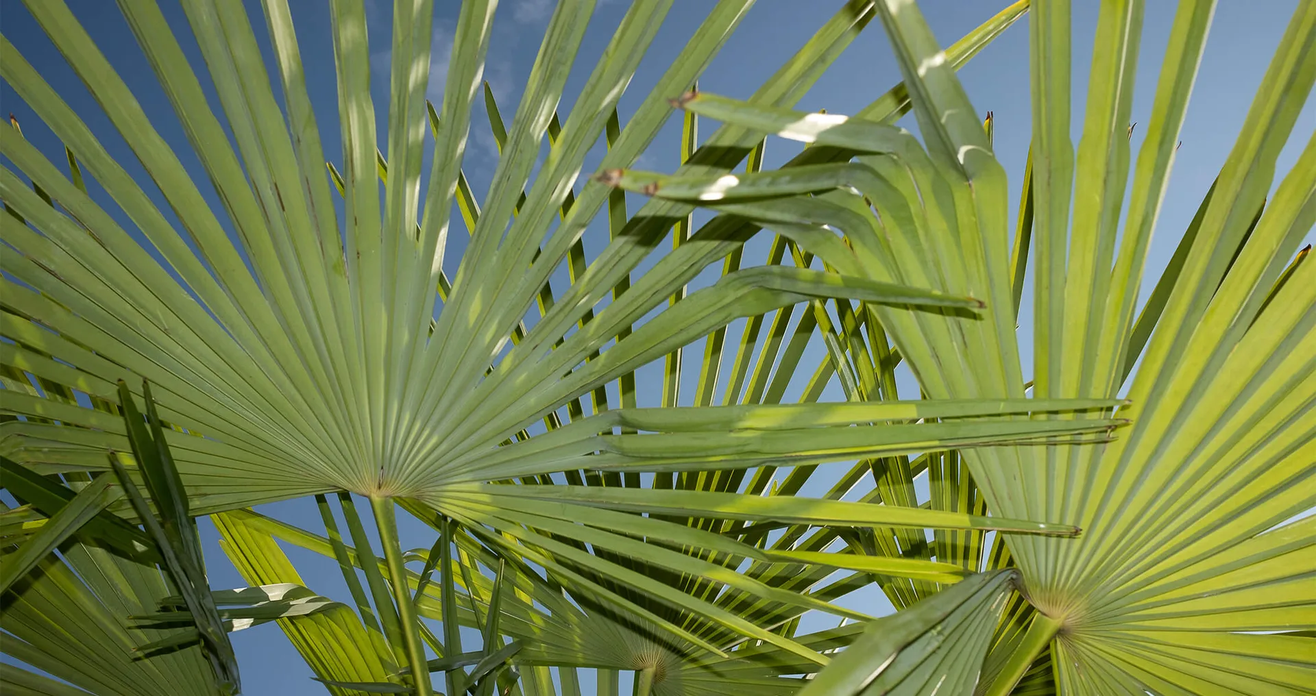 Zur Palme — photo 55