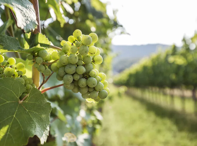 Weingut Nigl — photo 20