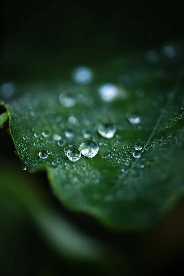 Lait Thym Sel — photo 4