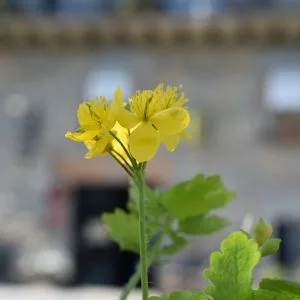 Donamaria'ko Benta, Doneztebe-Santesteban