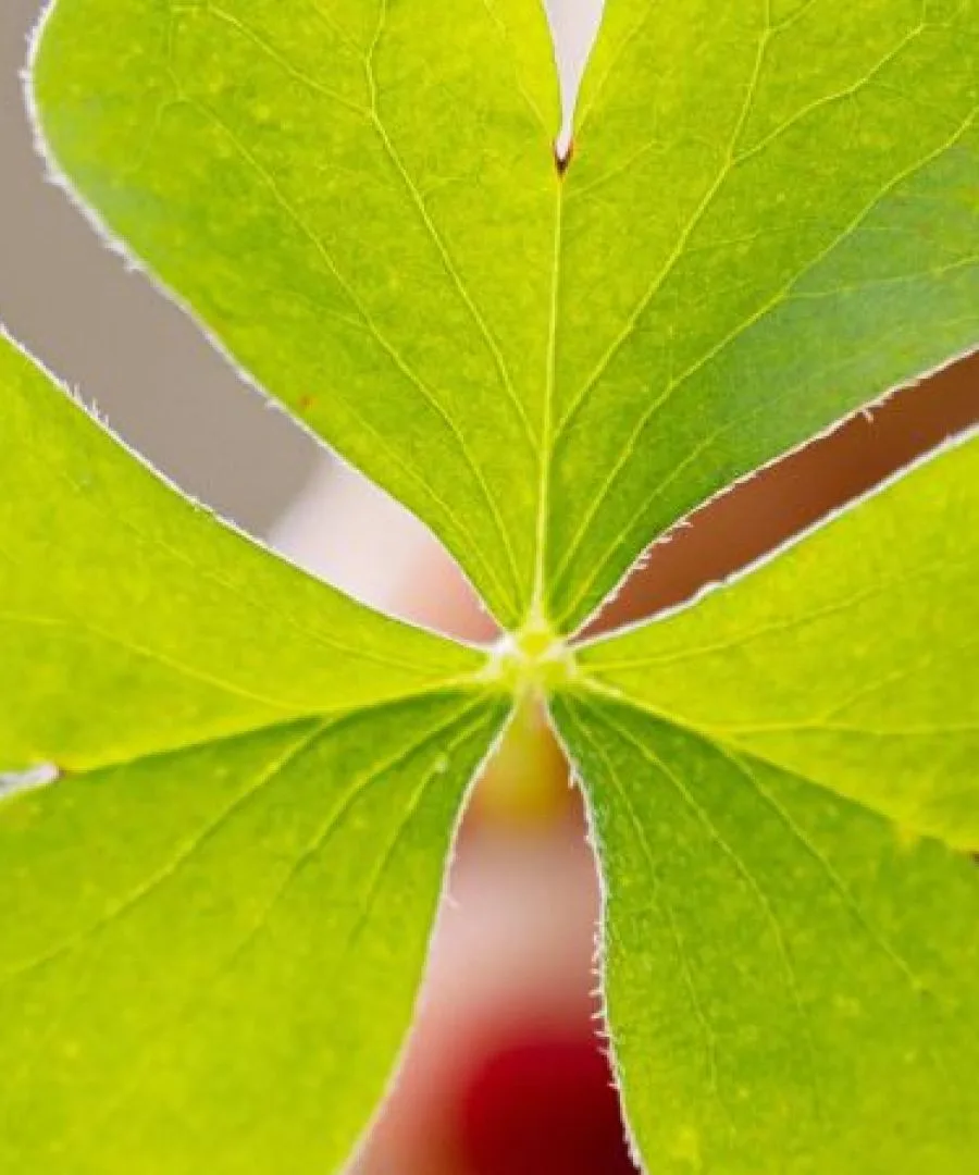 Oxalis — photo 40