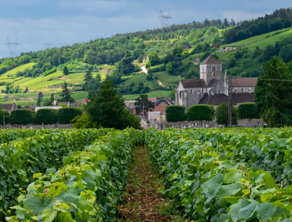 Le Montrachet — photo 61