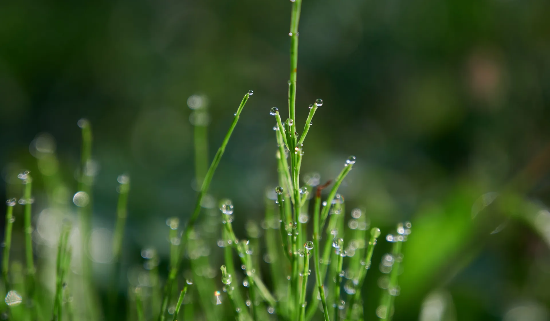 PERTORNARE — photo 44