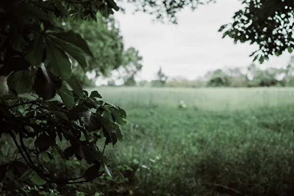 De Havixhorst — photo 44