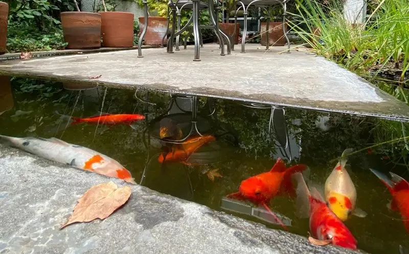 Ambrosia — photo 9