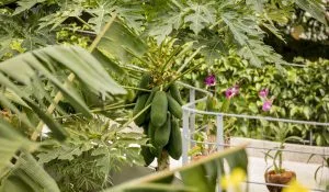 Halapua by Kapuhala — photo 11