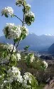Agritur Calvola — photo 8