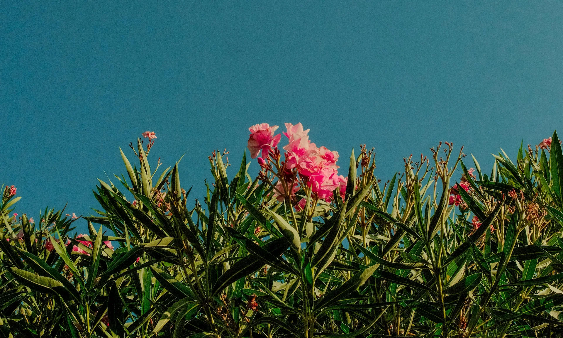 Aronde — food