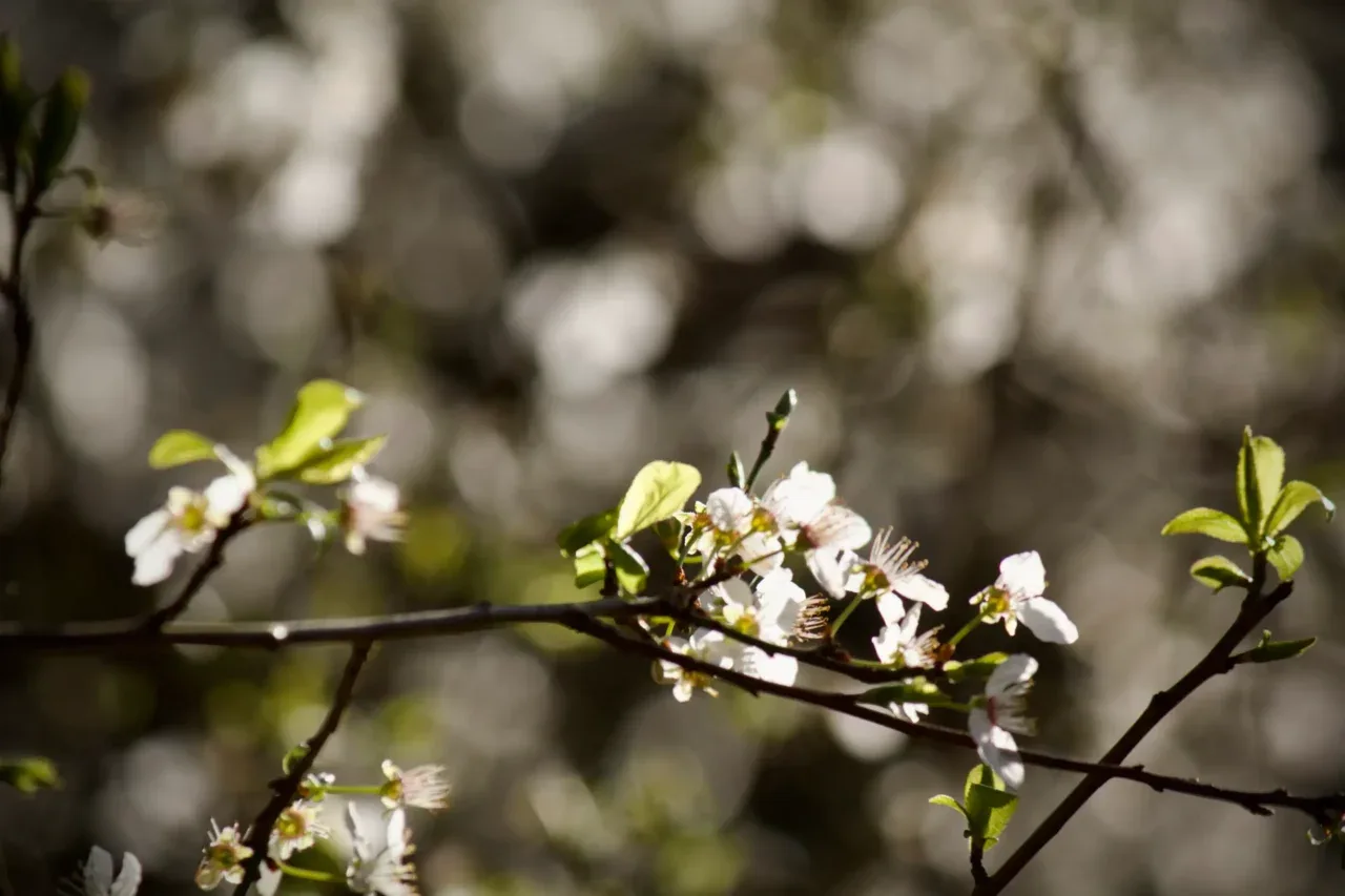 Lueurs — photo 4