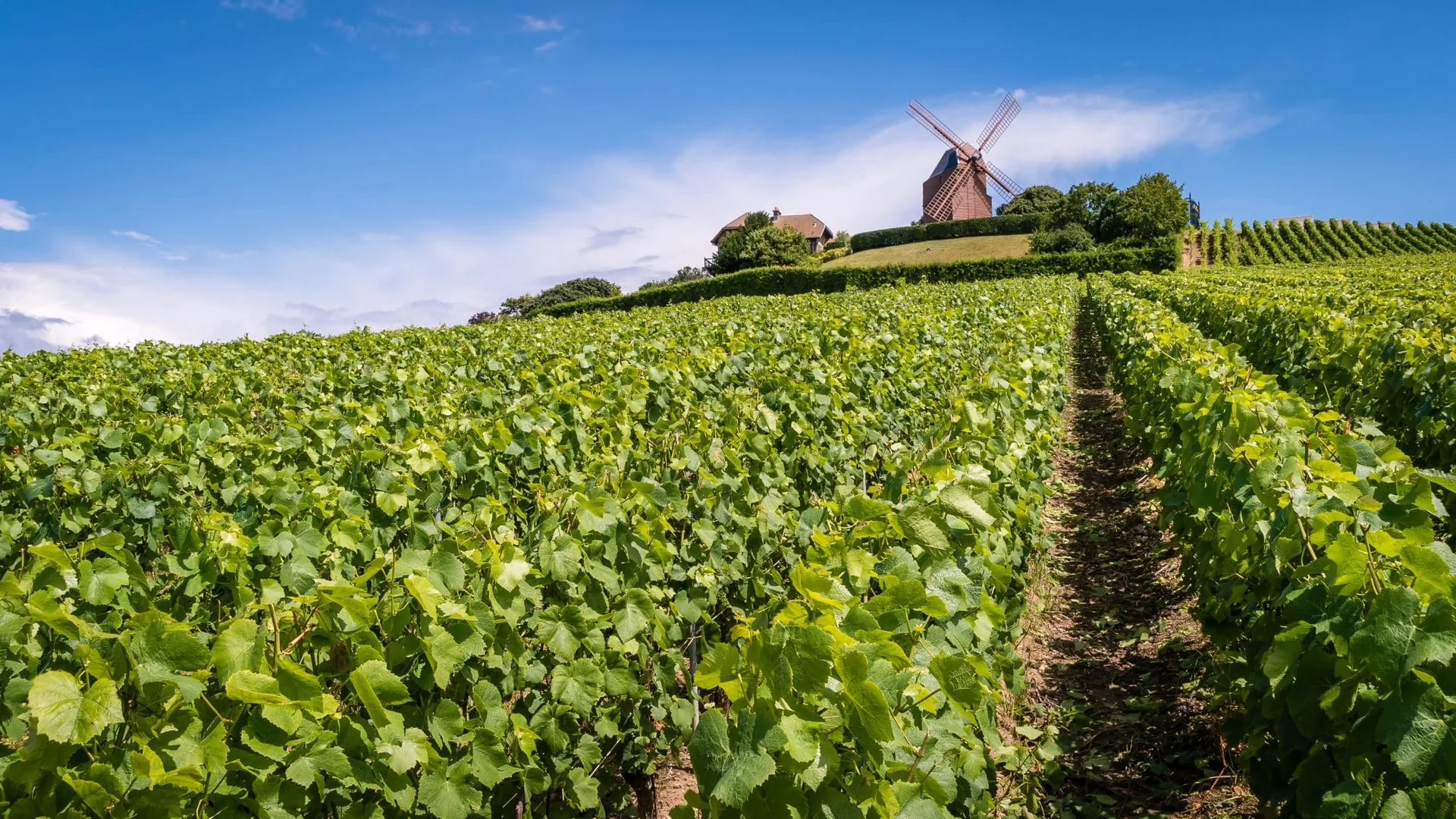 Vineyard — photo 102