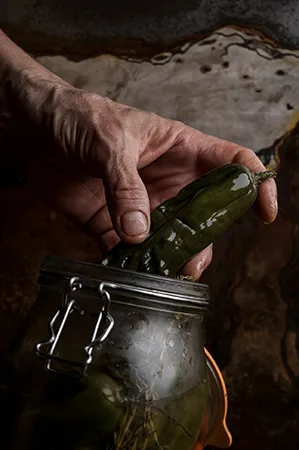 Pickles — photo 35