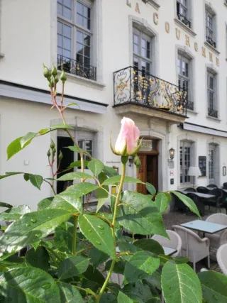 Le Restaurant — photo 7