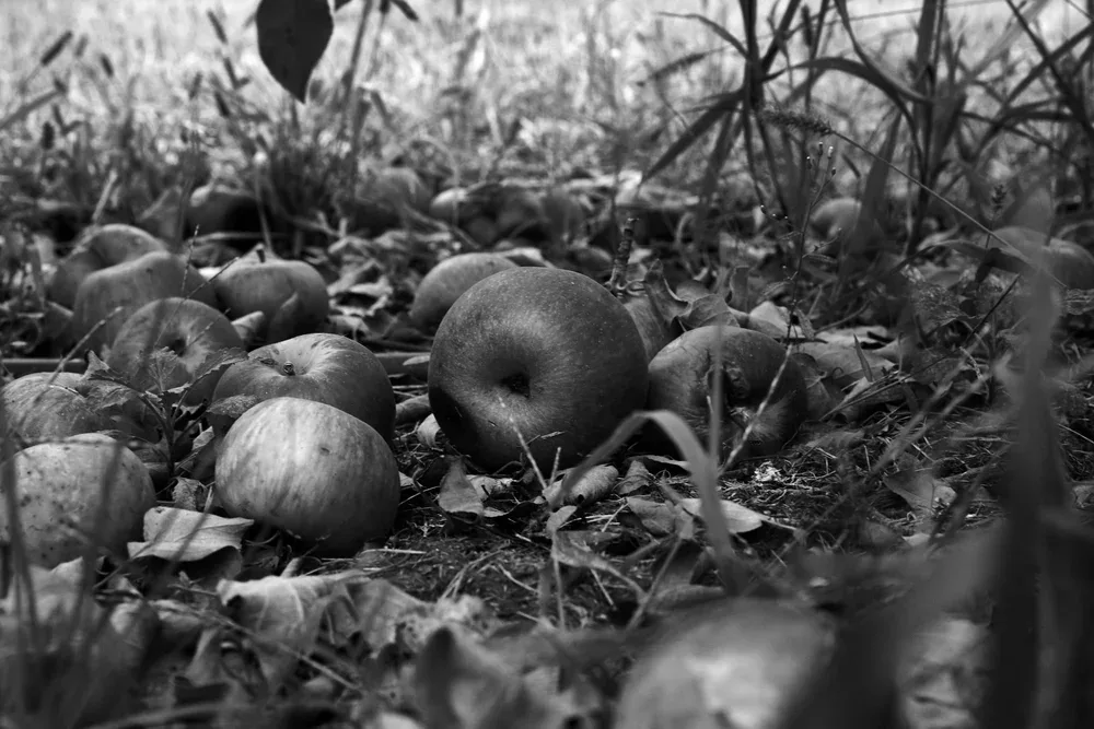 ILIS — photo 9