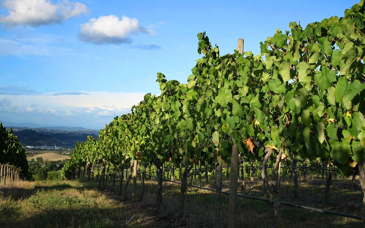 Perle des Vosges — atmosphere