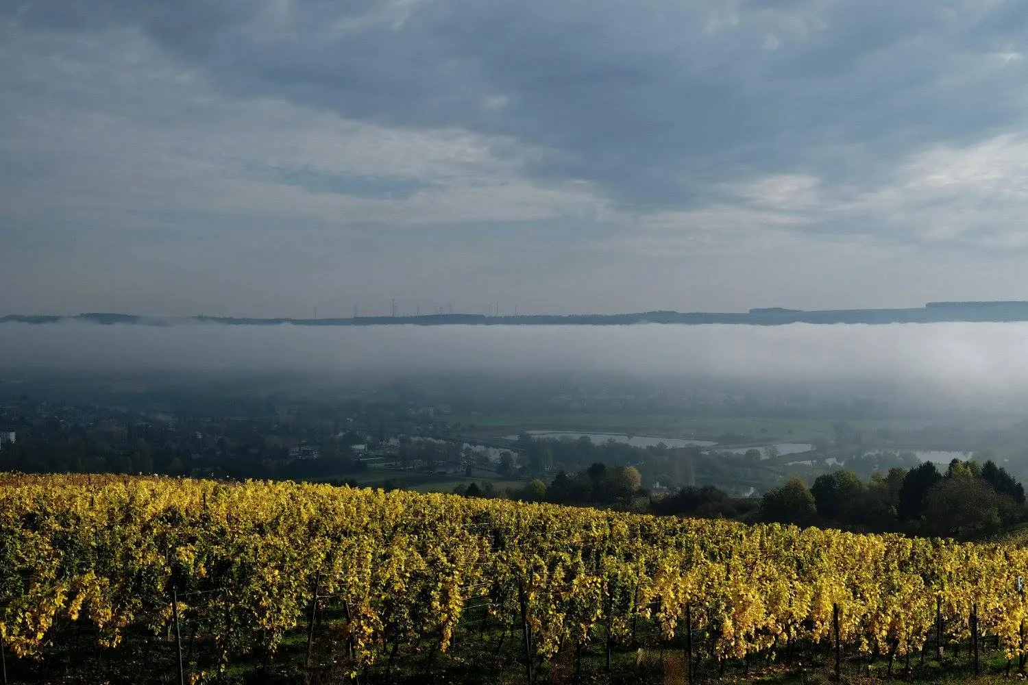 Domaine la Forêt — photo 11
