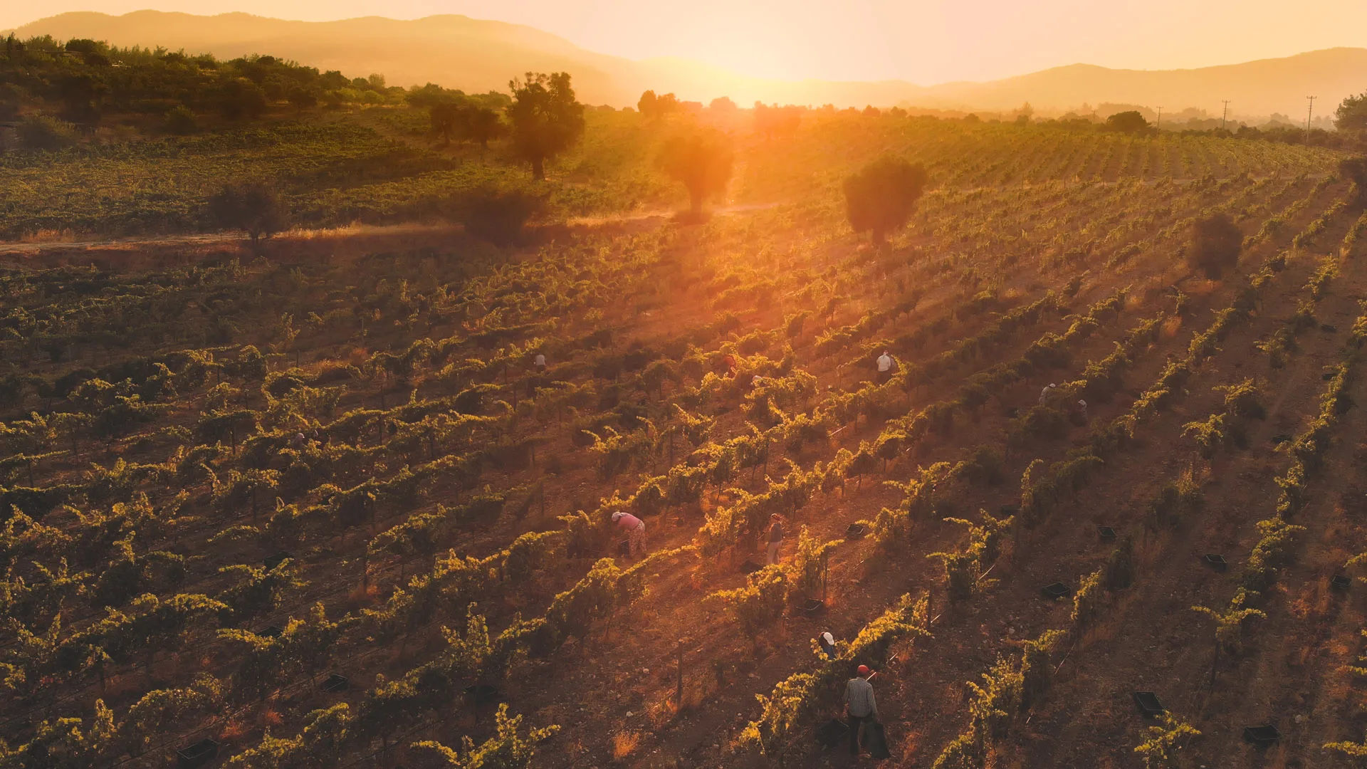Karnas Vineyards — photo 14