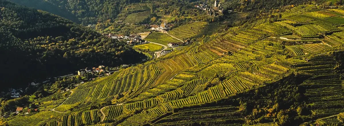 Weingut Nigl — photo 38