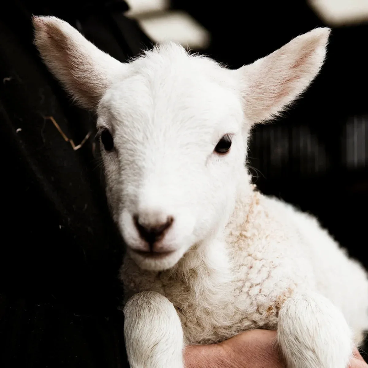 Daylesford Organic Farm — food