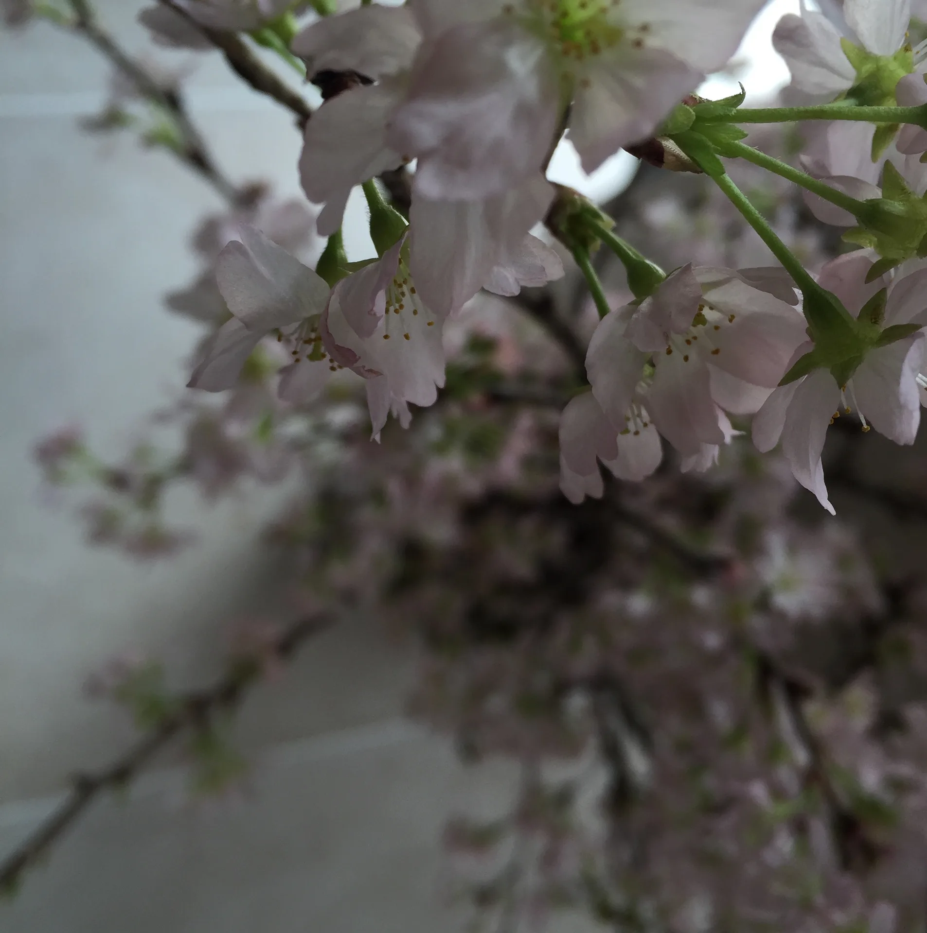 ÉPURÉ, Hiroshima