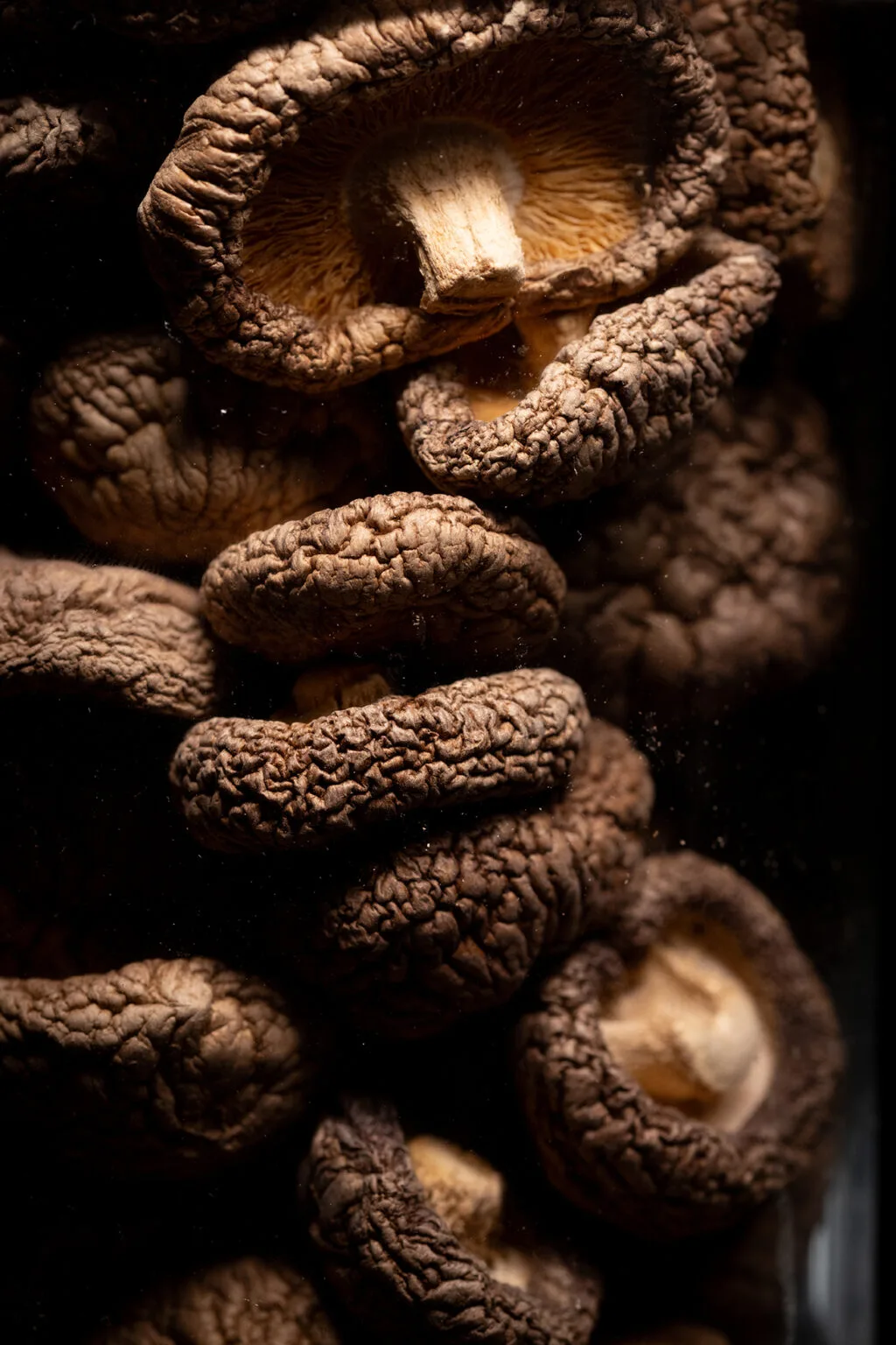 Salsify at the Round House — photo 33