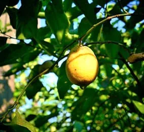 Da Gelsomina — photo 64