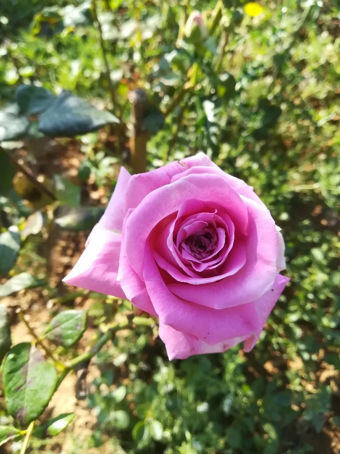 Fields of Grace Vineyard — photo 14