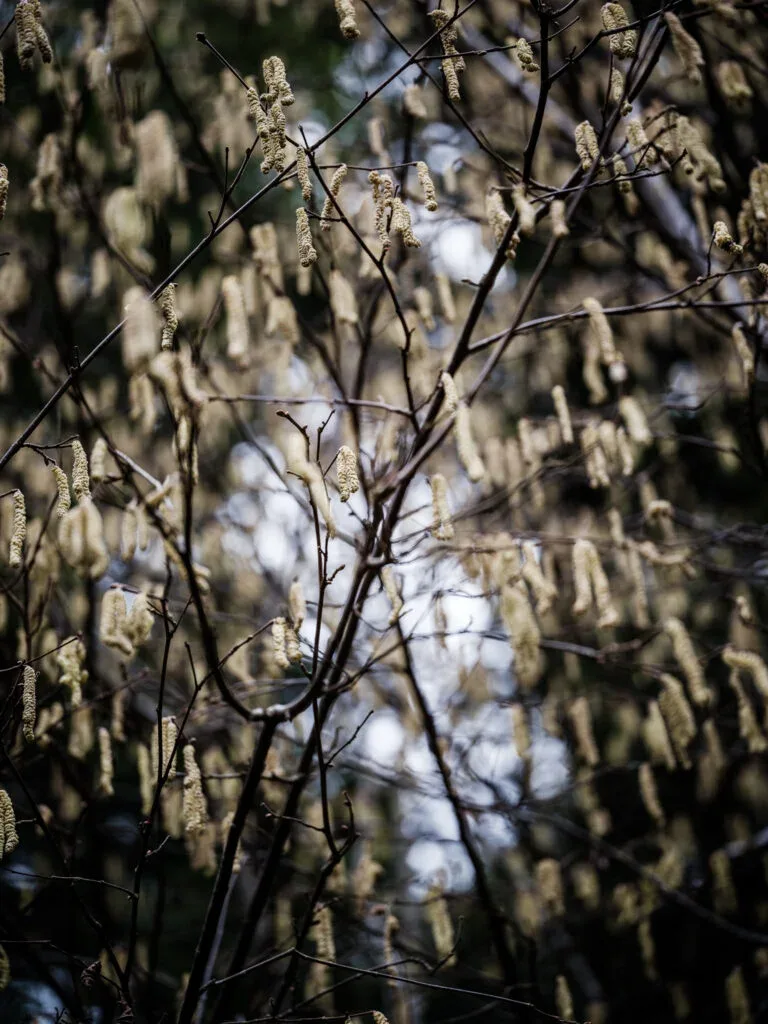 Bruut — photo 10