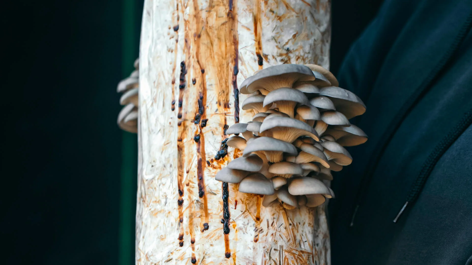 The Sea Ranch Lodge — photo 19