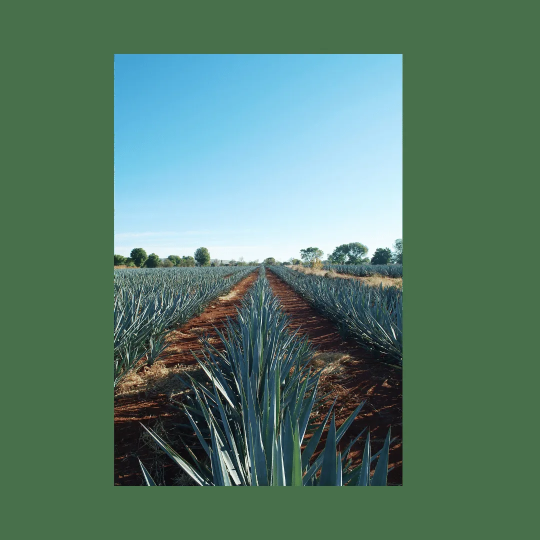 Mezcaleria Alma — atmosphere