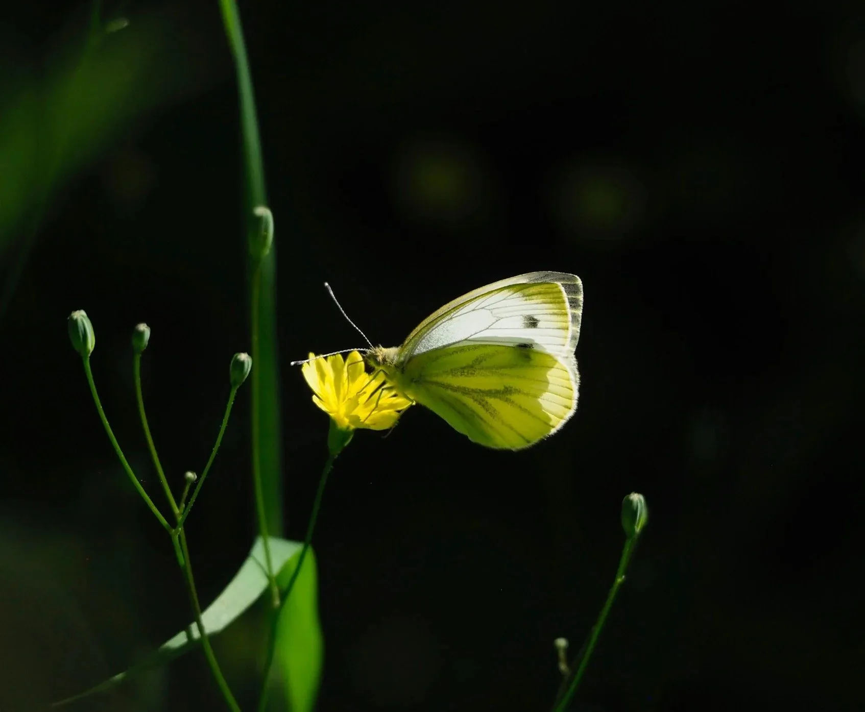 Leaping Hare — food