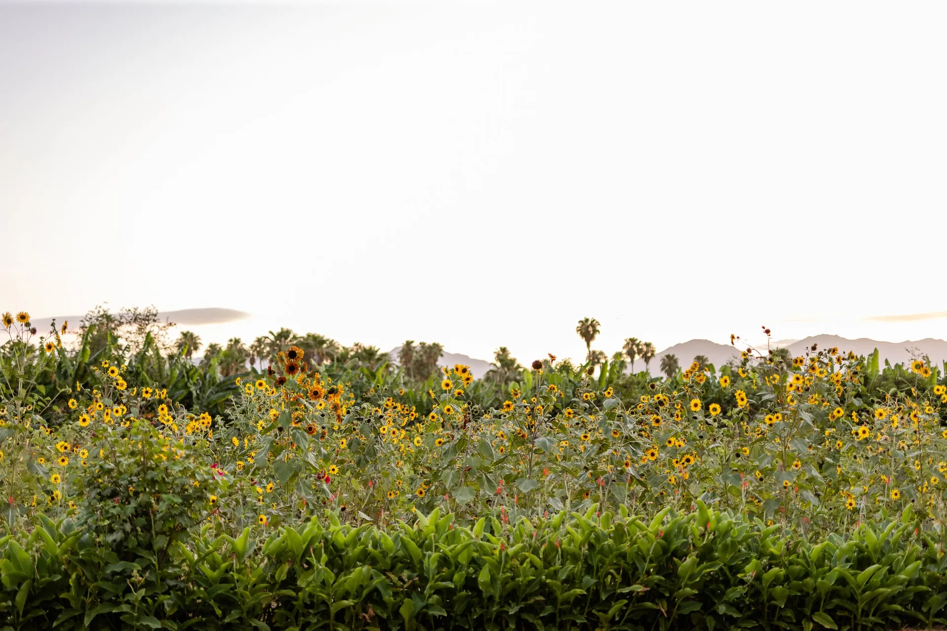 Flora's Field Kitchen — atmosphere