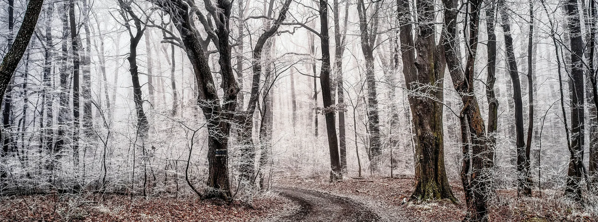 Maes — photo 92
