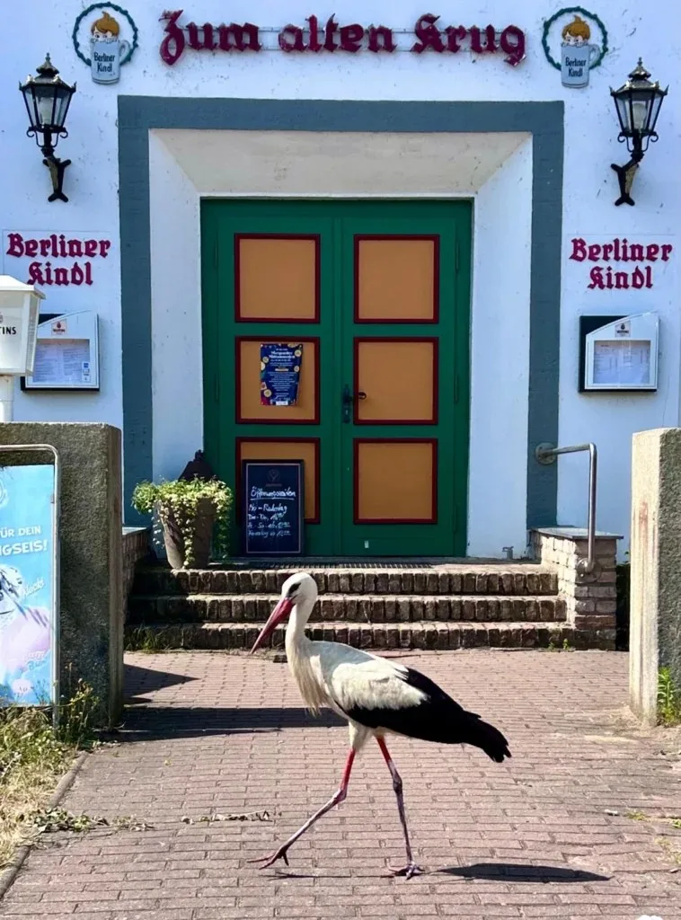 Restaurant Zum Alten Krug — photo 46