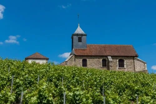 Vineyard — photo 31
