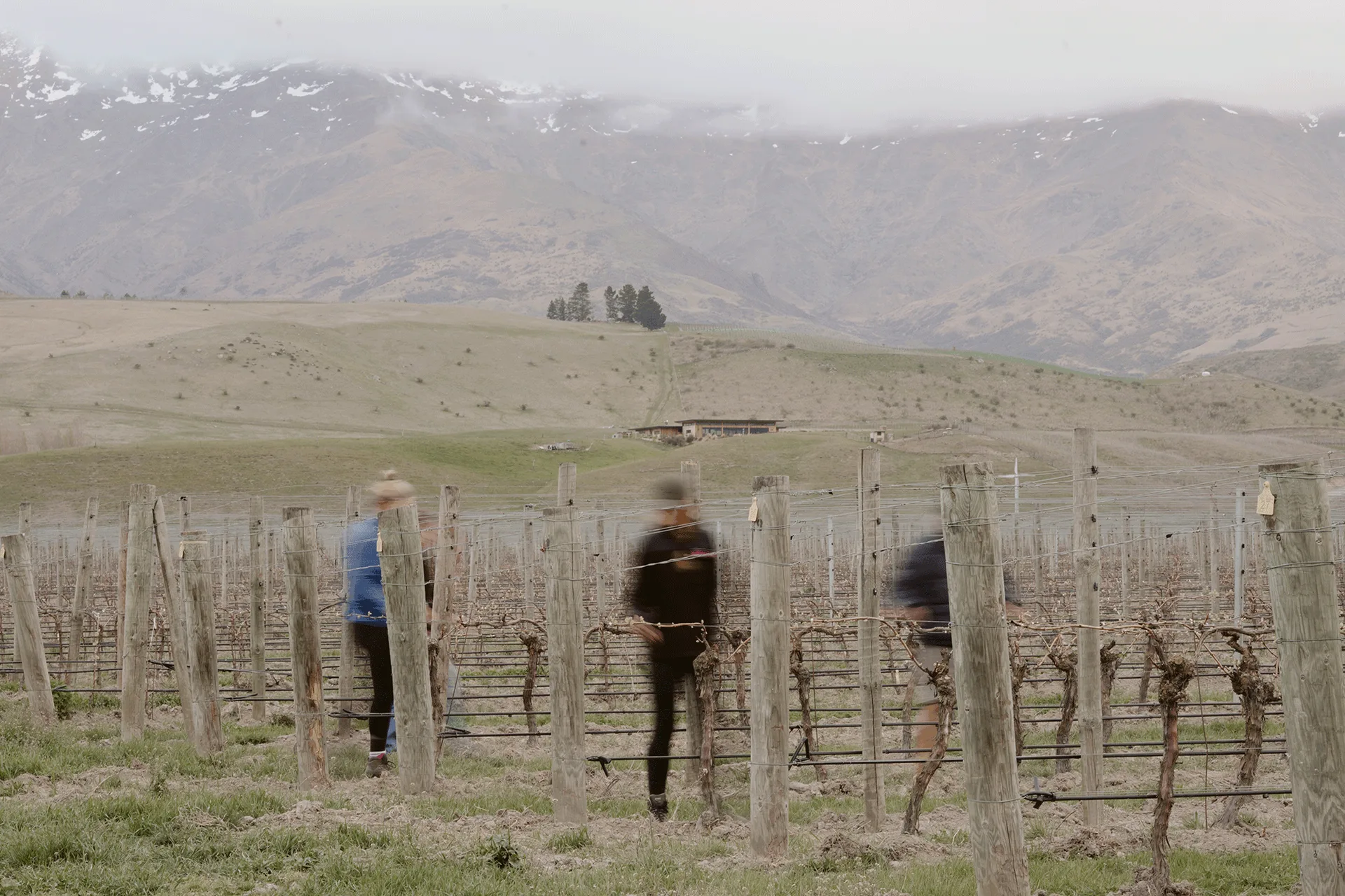 Mora Wines & Artisan Kitchen — photo 8