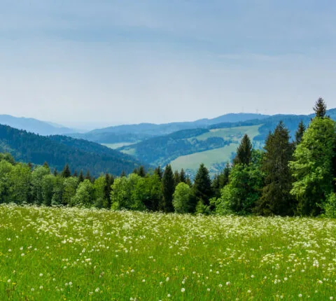 Naturparkhotel Adler — atmosphere