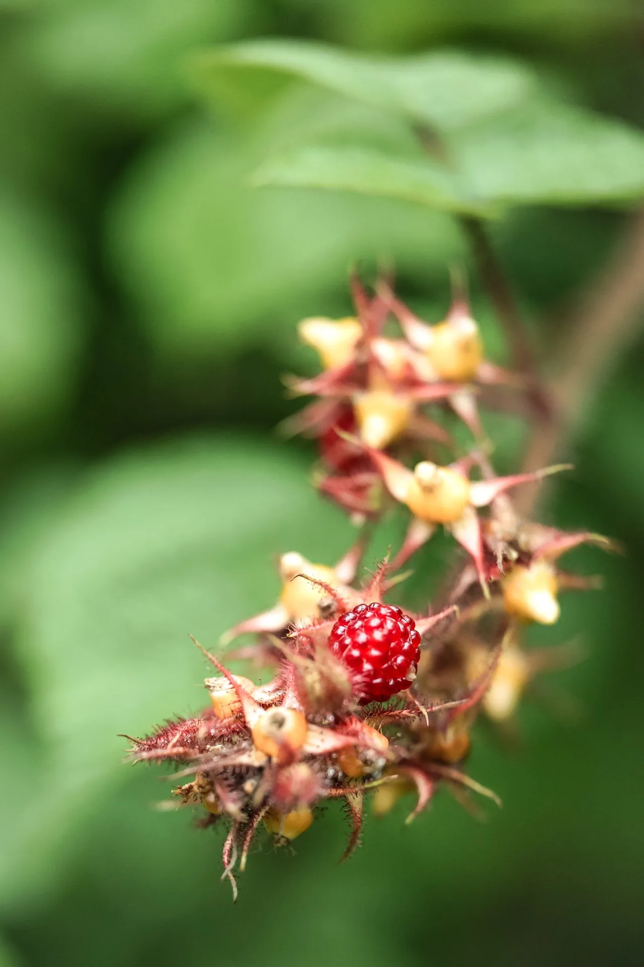 Pollevie — photo 32