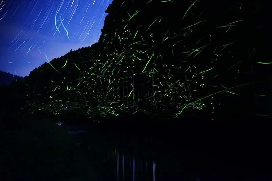 SATOYAMA JUJO - SANABURI - — photo 10