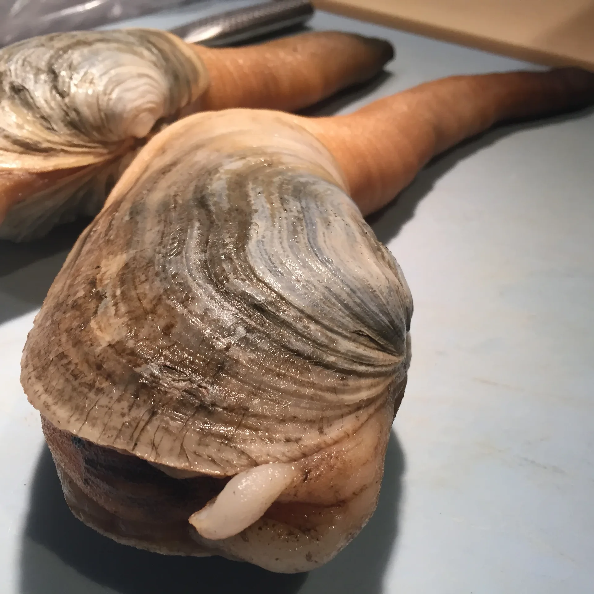 Select Oyster Bar — photo 81
