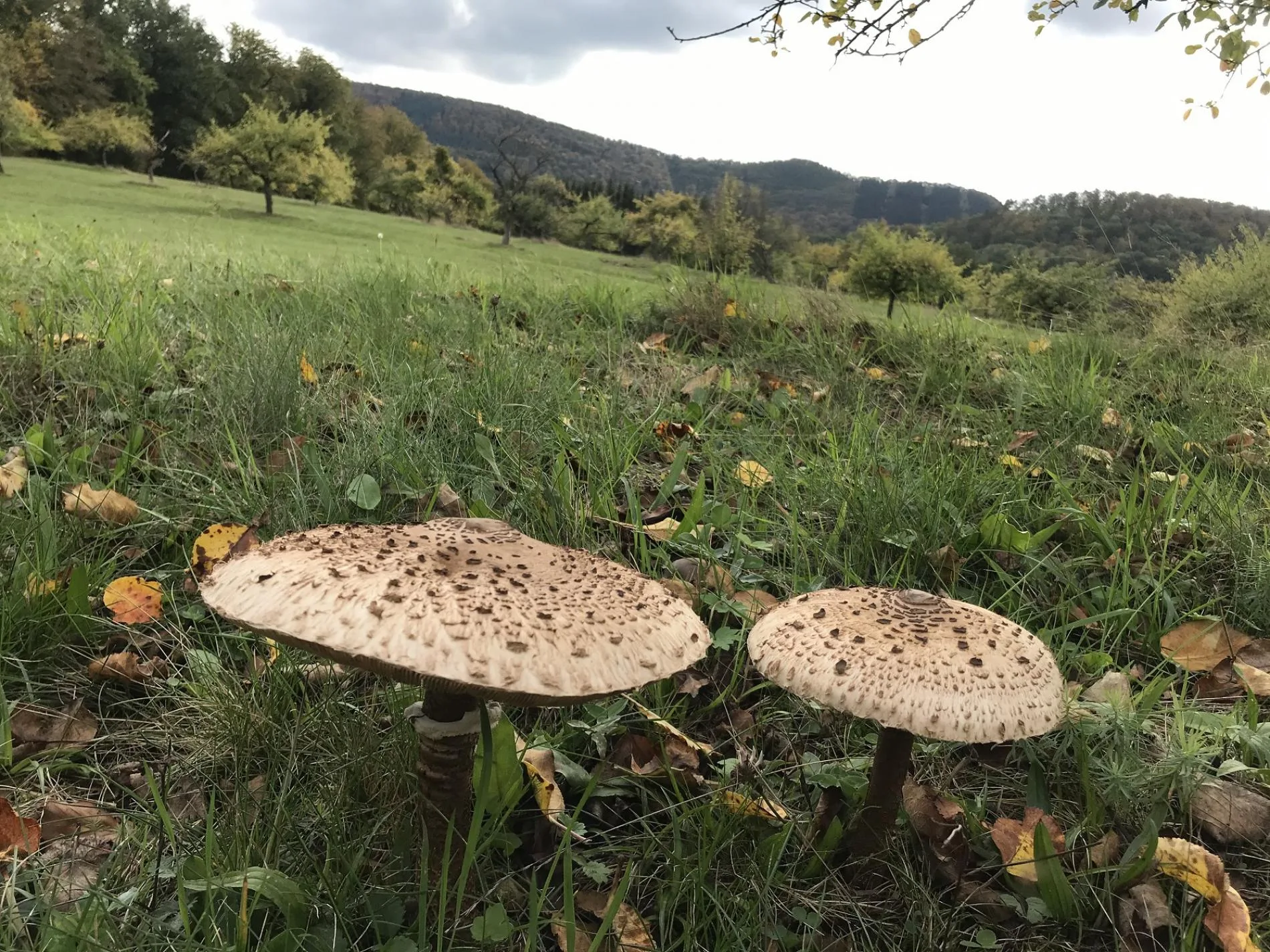 Au Cheval Blanc — photo 55