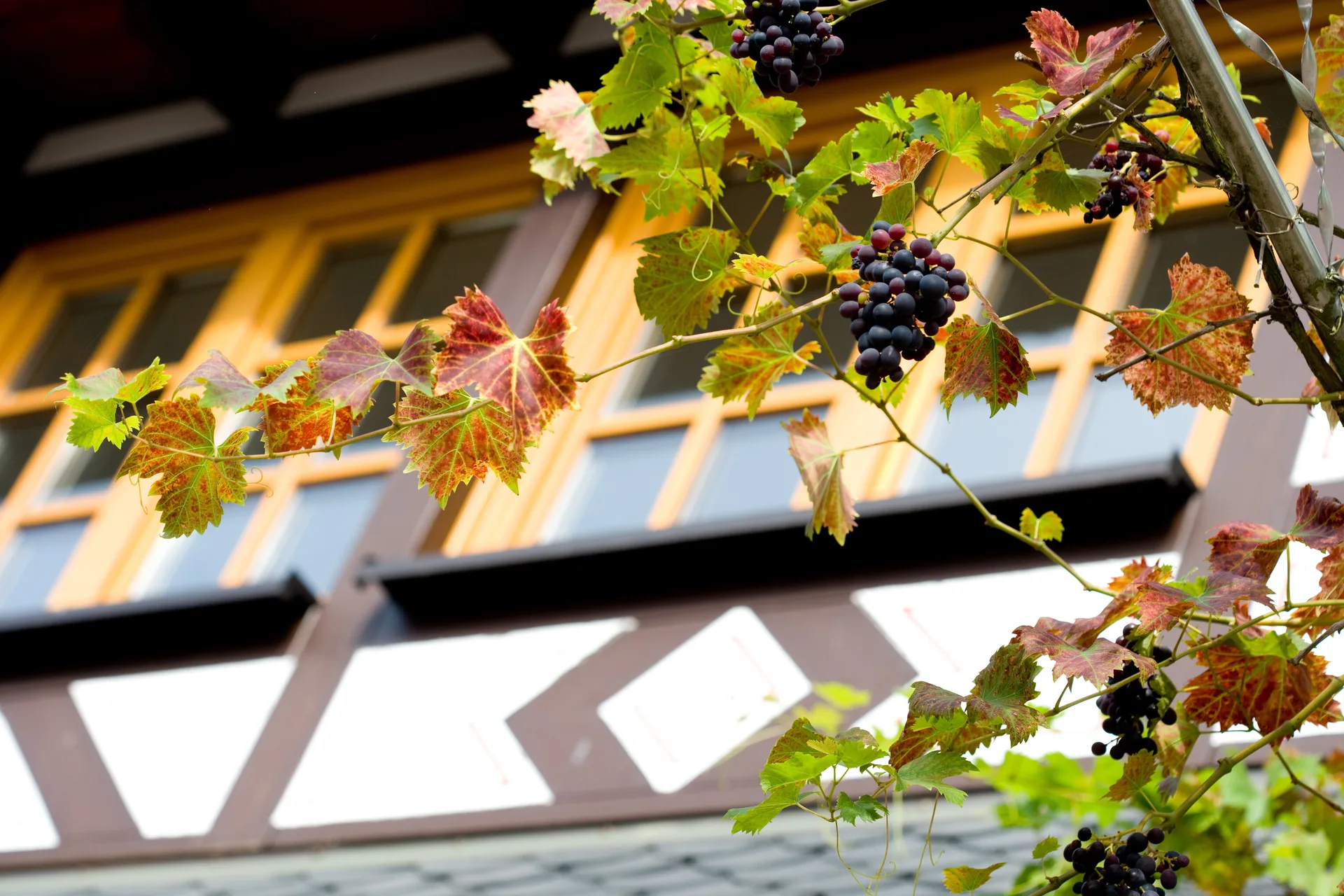 Landgasthof Rebstock — photo 25