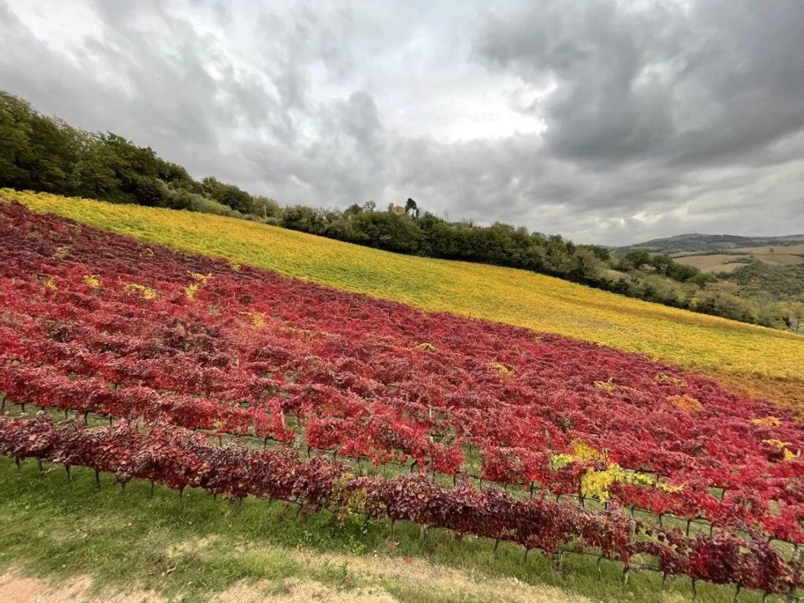 Locanda Belvedere — photo 7