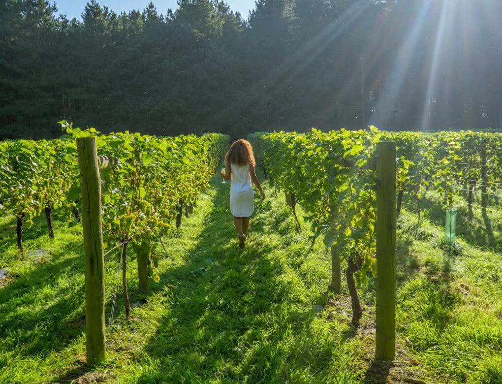 The Vines Restaurant — photo 12