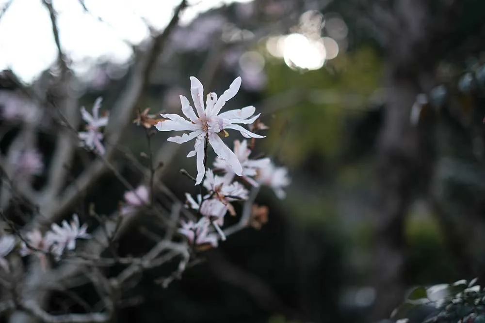 Simples, Shizuoka