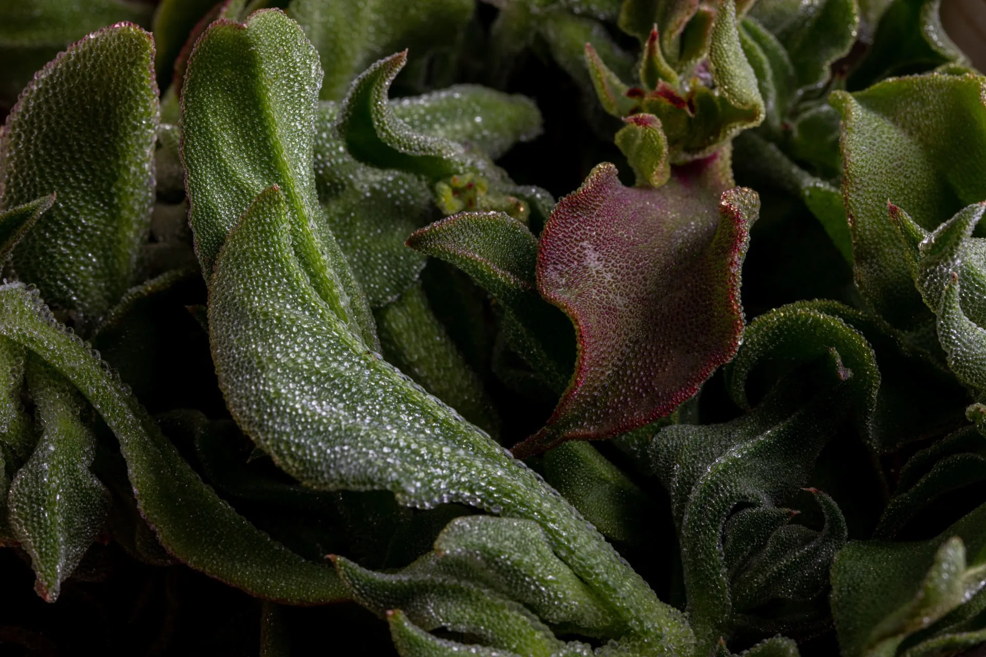 Sábrego — photo 8