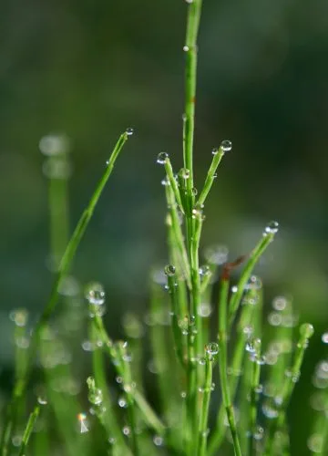 PERTORNARE — photo 7