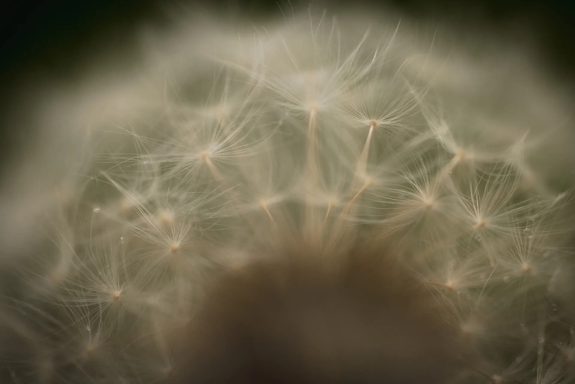 flora. — photo 35