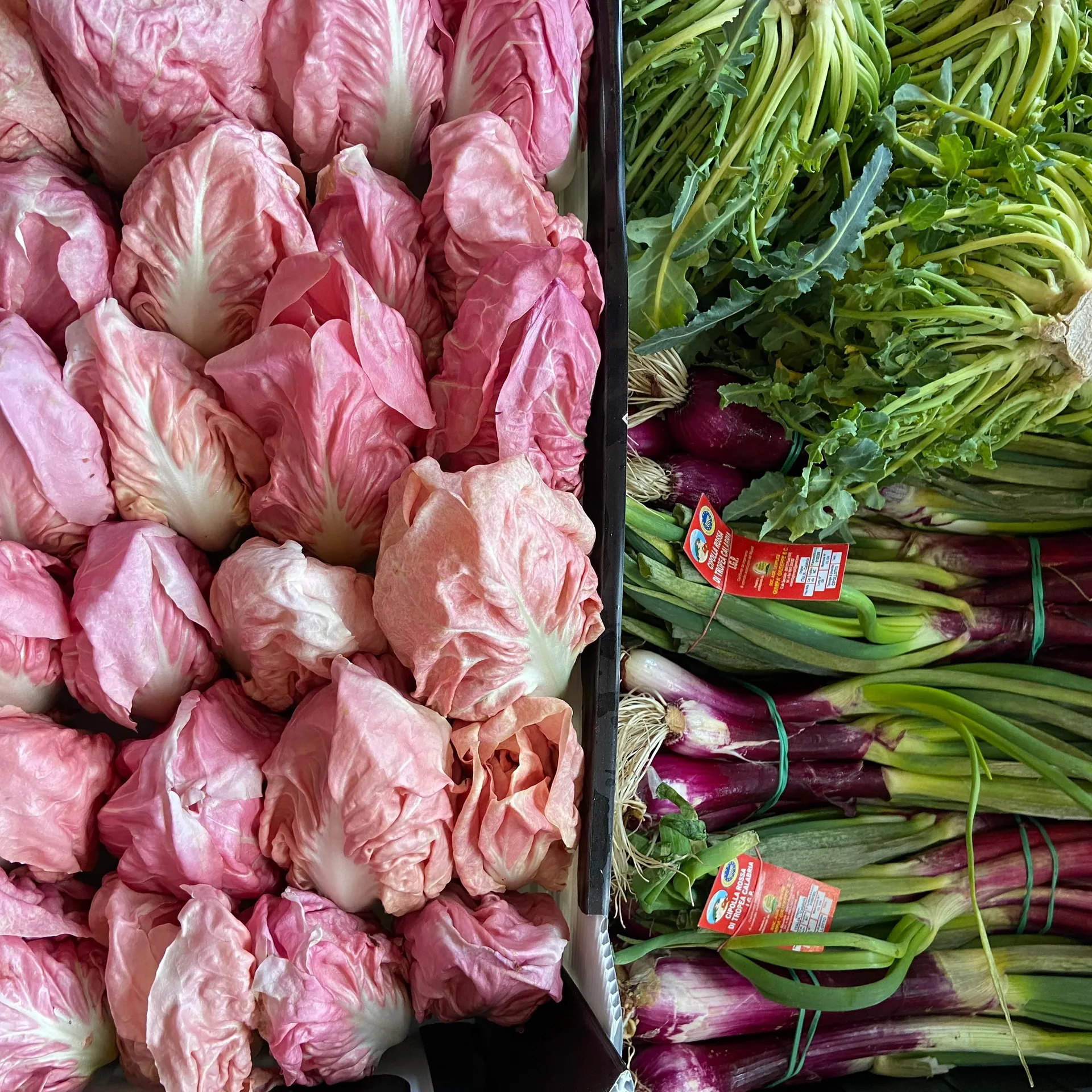 Brassica — photo 26