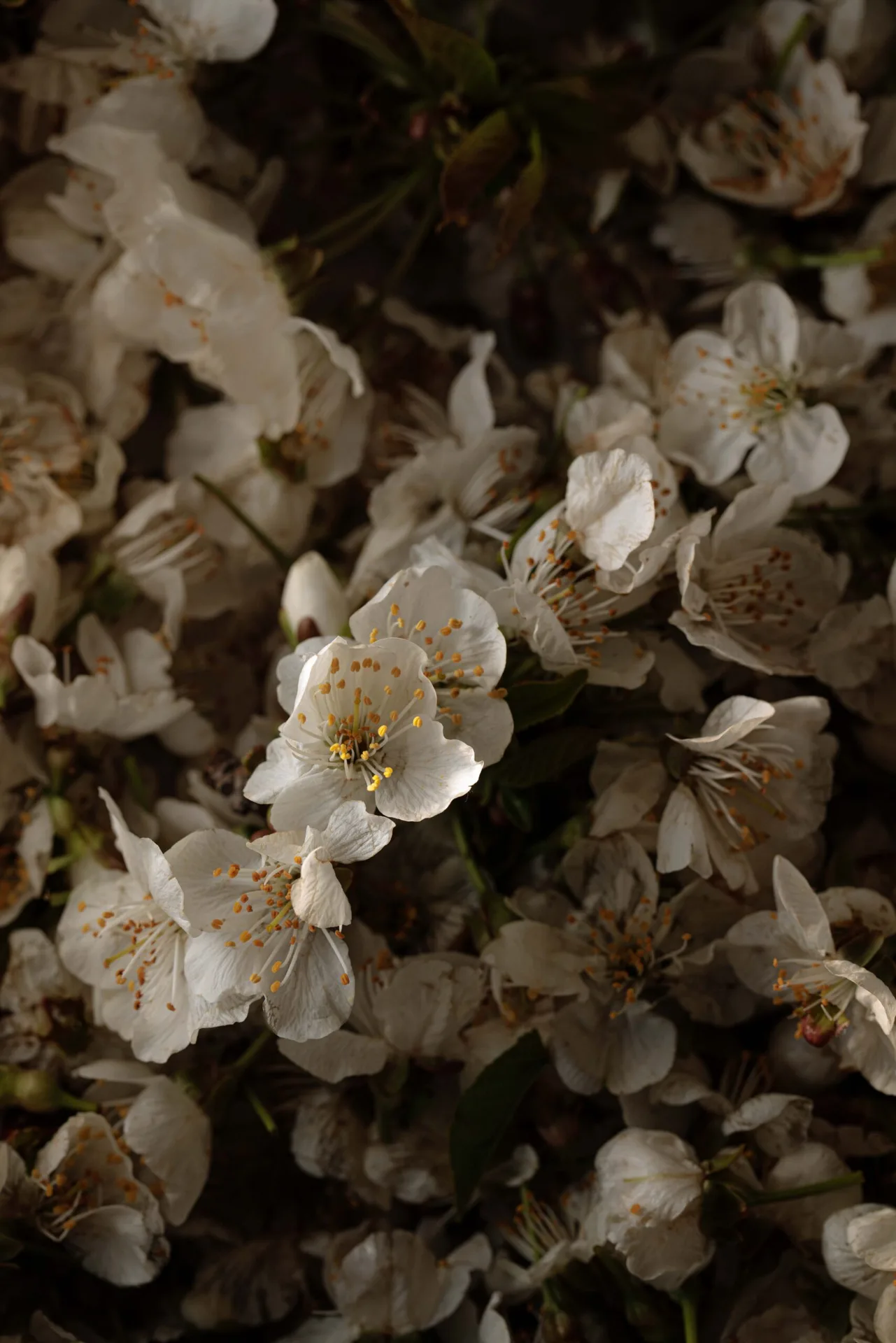 Pulejo — photo 8