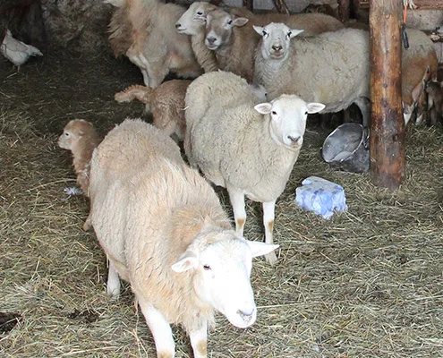 Eigensinn Farm — photo 16